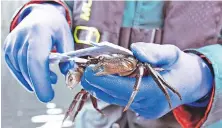  ?? SUBMITTED ?? A technician measures a European green crab collected in Bedwell Sound, near Tofino.