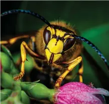  ?? ?? A wasp, and a patch of meadow turf (right). Alamy/PA