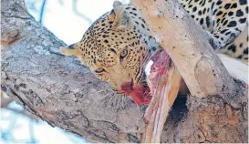  ?? JUSTINE MALULEKE ?? THORNVELD FEAST: A leopard enjoys a bloody impala kill in a marula tree. |