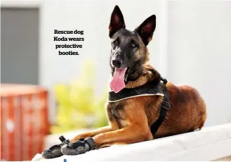  ??  ?? Rescue dog Koda wears protective booties.