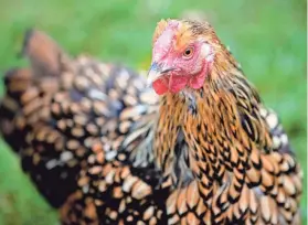  ?? SARAH PHIPPS/THE OKLAHOMAN FILE ?? Lonely, a Golden Laced Wyandotte, during a class at Commonweal­th Urban Farms. “Raising Backyard Hens” will be presented again on Sept. 25.