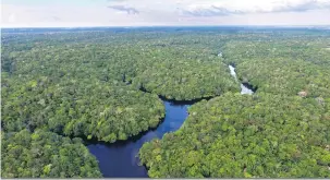  ?? Shuttersto­ck ?? Estudo demonstrou influência da seca na mortalidad­e de árvores na Amazônia brasileira