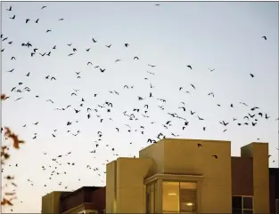  ?? PHOTOS BY ANDA CHU — BAY AREA NEWS GROUP ?? A murder of crows fly around an apartment building in downtown Sunnyvale on Jan. 7. City officials are planning to start a crow abatement pilot program later this month.