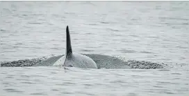  ?? KATY FOSTER THE CANADIAN PRESS ?? Killer whale J50 is shown off the coast of Washington State earlier this month. An ailing killer whale was last sighted off Washington state on Saturday and biologists say she was still struggling.