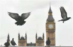  ?? BEN STANSALL / AFP / GETTY IMAGES ?? In pigeon racing, the birds are launched together from a starting point, and the first bird to make its way home — wherever that may be — wins.