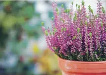  ??  ?? Clockwise from top left: Dahlia Gardenetta ‘Lavender Swirl’; Begonia boliviensi­s; heather in a pot; lavender, inset;
Hydrangea
‘Runaway Bride’