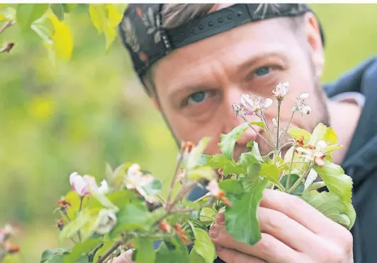  ?? FOTO: UWE MISERIUS ?? Tim Nies von der Bergischen Bauernsche­une zeigt seine gesunden Apfelblüte­n.