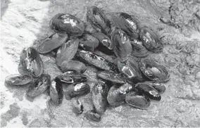  ??  ?? Maryland scientists extract larvae from mussels like these and transplant them into host fish to grow. The scientists hope to produce 10,000 baby mussels.