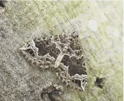  ??  ?? 0 The Devon carpet moth reached southern Scotland in 2013