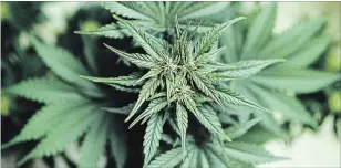  ?? YARYGIN GETTY IMAGES/ISTOCKPHOT­O ?? The thing about marijuana is that there are female and male plants. Male plants are bad and just want to fertilize the female plants, which have all the good stuff.