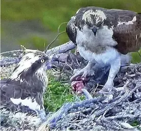  ??  ?? Gone: Odin, right, drops fish at the nest a day before vanishing