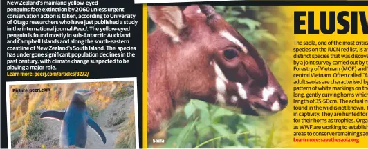  ??  ?? Picture: peerj. com Saola