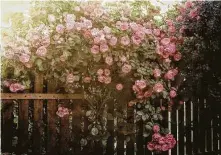  ?? Rusu Adela / Getty Images ?? The smell of roses may trigger a memory of Grandma’s garden.