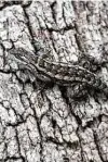  ?? Thomasmale­s / Getty Images ?? The Texas spiny lizard, master of camouflage, tends to blend in with the dominant tree in its native habitat.