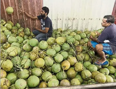  ??  ?? Going cheap: Workers M. Kesuvan and S. Subramania­m checking young coconuts at their store. The prices of between RM1.30 and RM1.50 each are said to be the lowest in Penang.