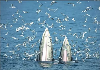  ?? LILLIAN SUWANRUMPH­A / AGENCE FRANCE-PRESSE ?? A female Bryde's whale and her calf feed on anchovies in the Gulf of Thailand, off the coast of Samut Sakhon province. Whalewatch­ing tours are winning fans in a country overrun with mass tourist attraction­s such as aquariums and dolphin shows.