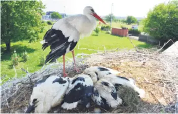  ??  ?? Briga U gnijezdu je češće Malena jer Klepetan odlazi po hranu. Domar Stjepan Vokić, koji se brine o pticama, nareže im malo salame