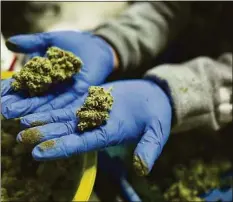  ?? Richard Vogel / Associated Press file photo ?? A worker displayed fresh cannabis flower buds.