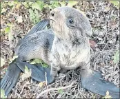  ?? CPL. MARK WILKINSON/SAN RAFAEL POLICE DEPARTMENT ?? A northern fur seal pup sits in a patch of ivy in San Rafael on Saturday, Oct. 30, 2021.