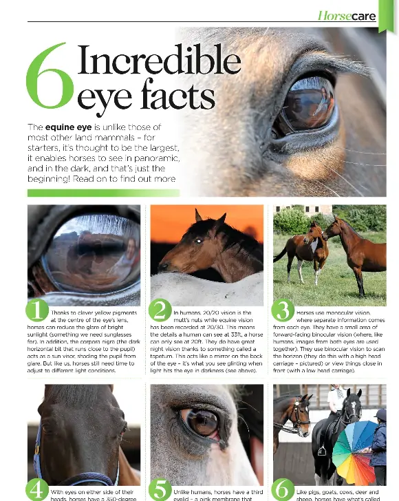 the equine eye  pressreader