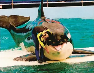  ?? NURI VALLBONA/MIAMI HERALD ?? Lolita, a beloved orca whale kept at the Miami Seaquarium for more than a half-century, died in August as she was being prepared to be moved.