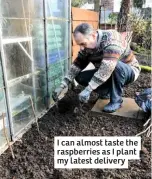  ??  ?? I can almost taste the raspberrie­s as I plant my latest delivery