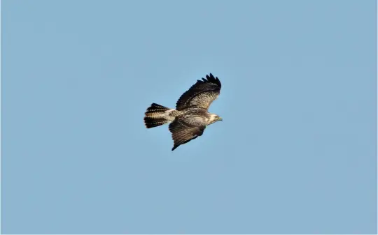  ?? ?? EIGHT: Common Buzzard (Bale, Norfolk, 2 November 2009). This bird is certainly eye-catching, with extensive white in the head and upperwing and uppertail coverts. However, the structure is highly Common Buzzard-like: a broad, shortish wing with a wide ‘hand’ and a shortish, broad tail. This bird is indeed a Common Buzzard, albeit a strikingly pale individual. Such birds typically show (as here) extensive pale across all the upperwing coverts (not a discrete band in the median coverts) as well as white ‘bleeding’ from the uppertail coverts into the tail-base. The brown malars are also a typical Common Buzzard feature.