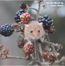  ??  ?? Harvest Mouse by Susan Gibson