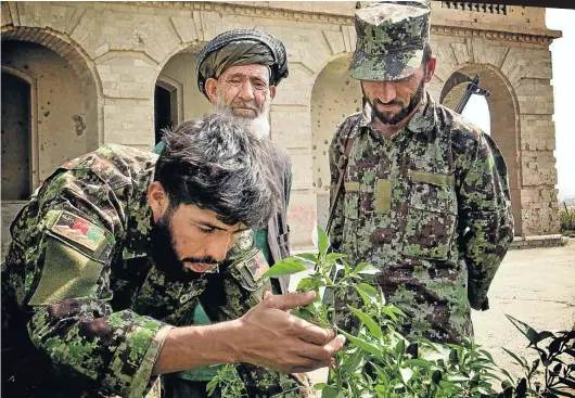  ?? Pictures: www.lalagesnow.co.uk ?? Mohammed Kabir was employed to work on the vegetable garden belonging to the Afghan soldiers stationed at the ruins of Darul Aman Palace in Kabul, but he decided to make them a pleasure garden.