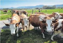  ??  ?? Sie leben das ganze Jahr über draußen: Die 280 Tiere der Rinderherd­e auf dem Weg von der „Brotlosen Weide“auf die „Eisweiher Weide“.