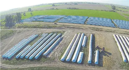  ??  ?? Al resguardo. Las ventas de silo bolsas crecieron por sus beneficios en el almacenami­ento de granos.