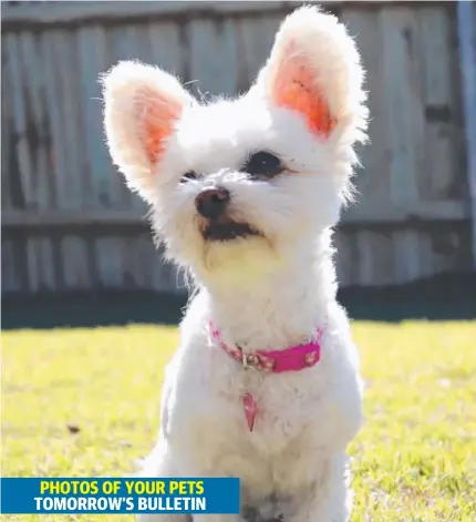  ??  ?? Chloe the maltese-cross-chihuahua with her adorable ears is in the running to be crowned the Gold Coast’s cutest pet.