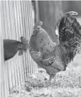  ?? Ana Ramirez/ Austin American-Statesman via AP ?? ■ A rooster walks through a fence on Feb. 15 near Spring and Jefferson Streets in Bastrop, Texas.