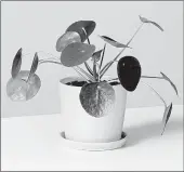  ?? THE SILL ?? A real pilea from plant delivery service The Sill. Since March, the Sill has seen a surge in sales of real and fake plants.