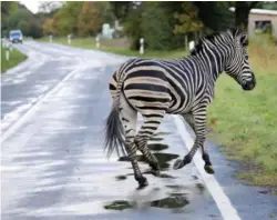  ?? FOTO: RITZAU SCANPIX ?? Endnu engang flygtede zebraen fra politiet.