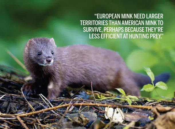  ??  ?? Above: European mink favour densely vegetated riverbanks. Below: the Fieb Foundation is breeding mink in captivity to boost wild population­s.