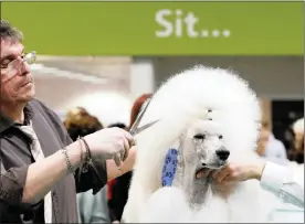  ??  ?? GOLD STANDARD: A standard poodle is groomed for the show.