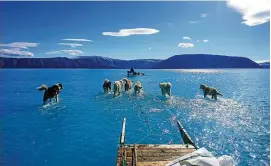  ??  ?? Mitten im Inglefield-Fjord auf Grönland waten Schlittenh­unde durch eine riesige Schmelzwas­serpfütze.