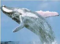  ?? CORTESÍA DE ORGANIZADO­RES ?? Objetivo. El retiro busca facilitar la oportunida­d de estar con las ballenas de una manera más respetuosa y reflexiva.