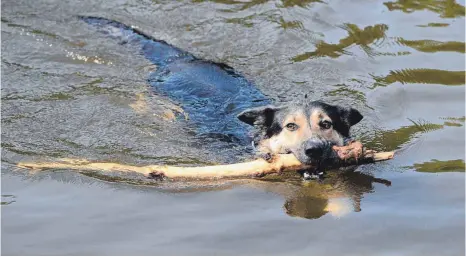  ?? FOTO: DPA ?? Ein kühles Bad hilft dem Vierbeiner, die Temperatur zu regulieren.