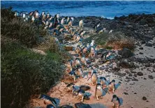  ?? Asanka Brendon Ratnayake / New York Times ?? The Australian government bought all the properties in a suburb in Phillip Island to create a wildlife reserve for penguins.