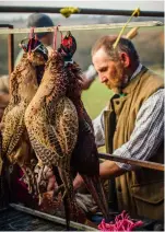  ?? ?? If taking a brace home, hang birds in a lockable shed and dispose of guts responsibl­y