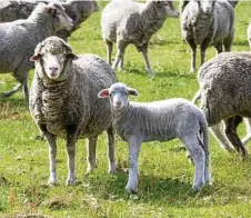  ?? PHOTO: CONTRIBUTE­D ?? NEW RESEARCH: Calm temperamen­t in ewes improves successful pregnancie­s.