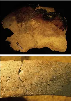 ??  ?? TOP: Wharram Percy in North Yorkshire, where anti-revenant measures were in use. ABOVE: Evidence of burning and knife marks on bones found at the site.
