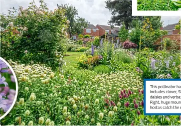  ?? ?? This pollinator haven includes clover, Shasta daisies and verbascum. Right, huge mounds of hostas catch the eye