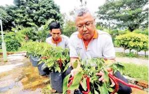  ?? — Gambar Bernama ?? HASAN dan salah seorang pelajarnya menunjukan hasil tanaman pokok cili melalui kaedah fertigasi.