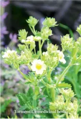  ??  ?? Tormentil, a medicinal herb.