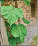  ?? (Special to the Democrat-Gazette) ?? This Empress Tree (Paulownia tomentosa) will rapidly grow taller and could become a problem if left where it is.