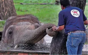  ?? ANJUM NAVEED/ASSOCIATED PRESS ?? A veterinari­an from the animal welfare organizati­on Four Paws offers comfort to an elephant named Kaavan on Friday prior to his examinatio­n at the Maragzar Zoo in Islamabad.