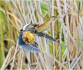  ?? ?? A tiny least bittern is beautiful in flight with all its colours showing.